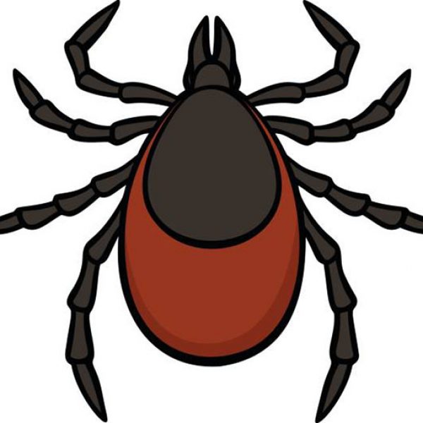 A vector illustration of a Tick.
